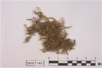 藏品(綠鋸苔屬)的圖片